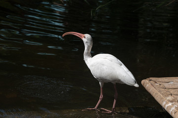 White Ibis
