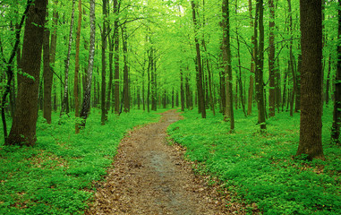 path in forest
