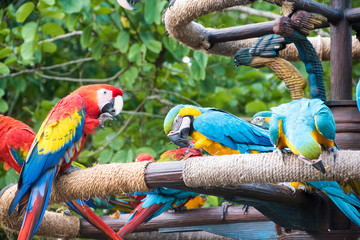 Macaws