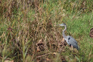 Blue Heron