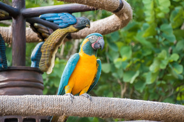 Macaws