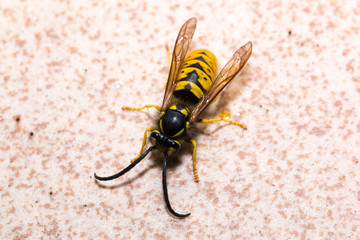 Wasp on wall