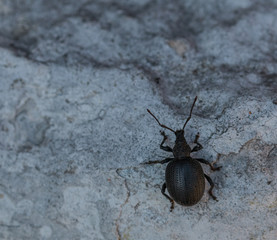 Black insect