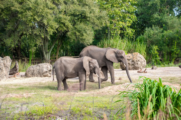 African Elephants