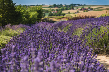 Field of lavender, Poland. © Monika Gruszewicz