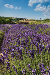 Field of lavender, Poland.