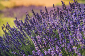 Field of lavender, Poland.