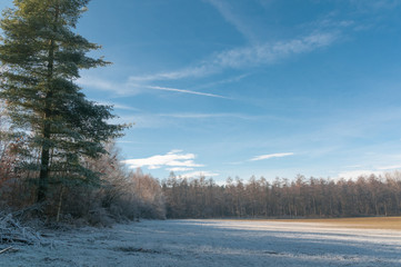 Gefrorene Wiese am Waldrand;
