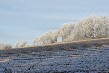 Feld und Wald von Reif gezuckert