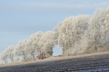 Winter Feld