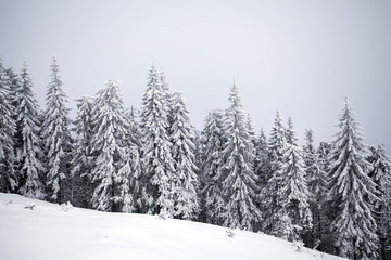 Fototapeta na wymiar Winter landscape with snow covered forest