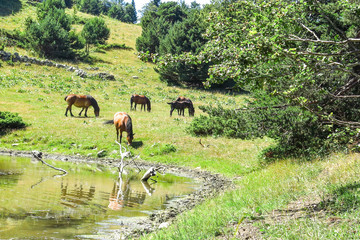 Wild horses in the Catalan Pyrenees, Spain