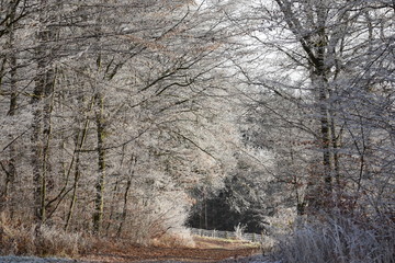 Spaziergang durch frostiges Land