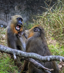A pair Mandrill Apes playing aggressively against nature background