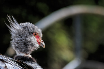 Zoom portrait shot of colorful Bird, Southern Screamer, with spiked gray and white feathers on head against blurred nature background in landscape format