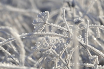 Wiesenkerbel inmitten von Grashalmen von Eis überzogen