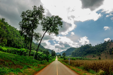 The straight road trough the countryside with the trees in a good day with light and cloud. 