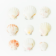 Shells. Flat lay