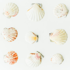 Shells. Flat lay