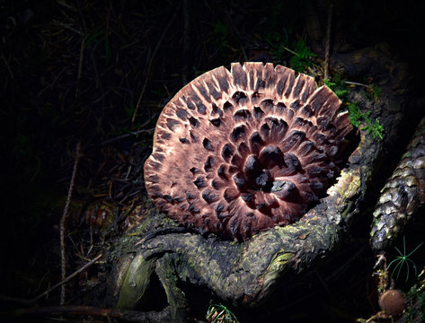 Sarcodon imbricatus adherent fungus on stump