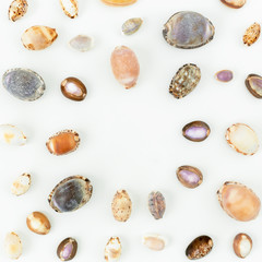 Shells. Flat lay