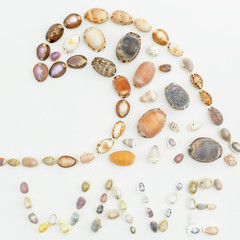 Shells. Flat lay