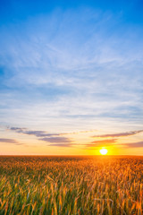 Naklejka premium Eared Wheat Field, Summer Cloudy Sky In Sunset Dawn Sunrise. Sky
