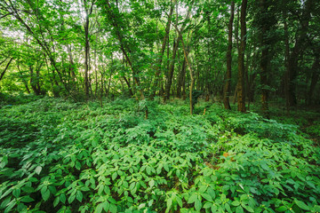Wild Bushy Thickets Of Small-Flowered Touch-Me-Not Or Impatiens 