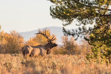 Bull Elk in the Fall Rut