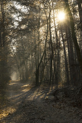Nebliger Winterwald mit Sonnenstrahlen