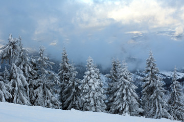Naklejka premium Pine winter forest covered by snow on background mountains