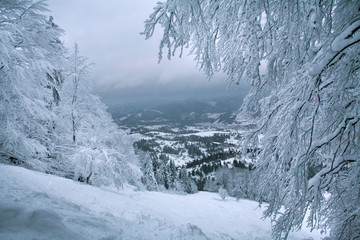 Snow covered trees in winter mountain forest