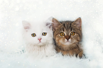 Winter-Kätzchen
