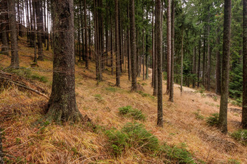 Dark woods forest of spruce with yellow grass on the ground.