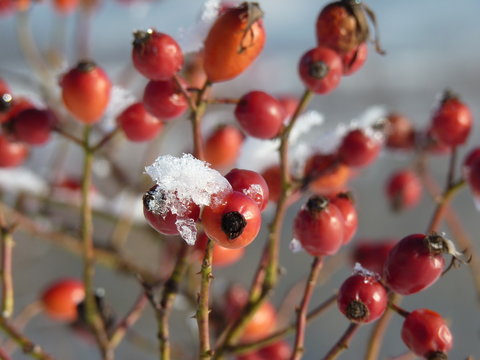 Wild rose red berry bush and berries covered with snow frost the nature winter. Red rosehips in nature. Rose hip (Rosa canina) plant. 
