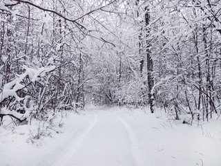 Winter forest road