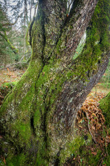 Weird twisted tree trunk