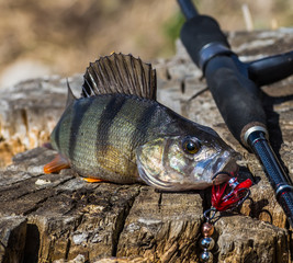 fish with a fishing rod