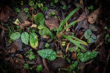 Fototapeta premium Grass and flower leaves between brown fallen tree leaves