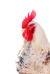 Broiler rooster (isolated).