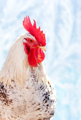 Christmas. Rooster