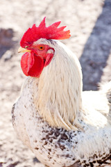 Rooster in the poultry yard.