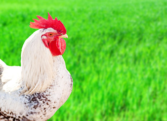 broiler rooster on the background of green grass