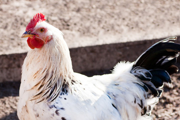 Rooster in the poultry yard.