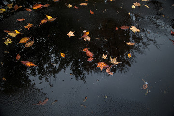 Leaves and tree reflection in a puddle
