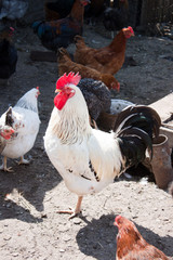 Rooster in the poultry yard.