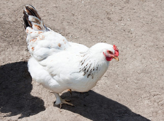 Rooster in the poultry yard.