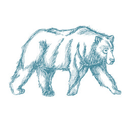 big bear sketch blue vintage vector illustration eps 10