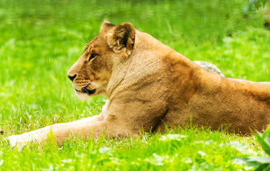 Naklejka na ściany i meble Lioness female. Panthera leo.