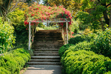 Fototapeta premium Arch Of Bamboo With Beautiful Red Roses - Entrance To Botanical 